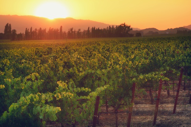 A grape vineyard in California under the sunset